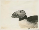 Image of Puffin, profile